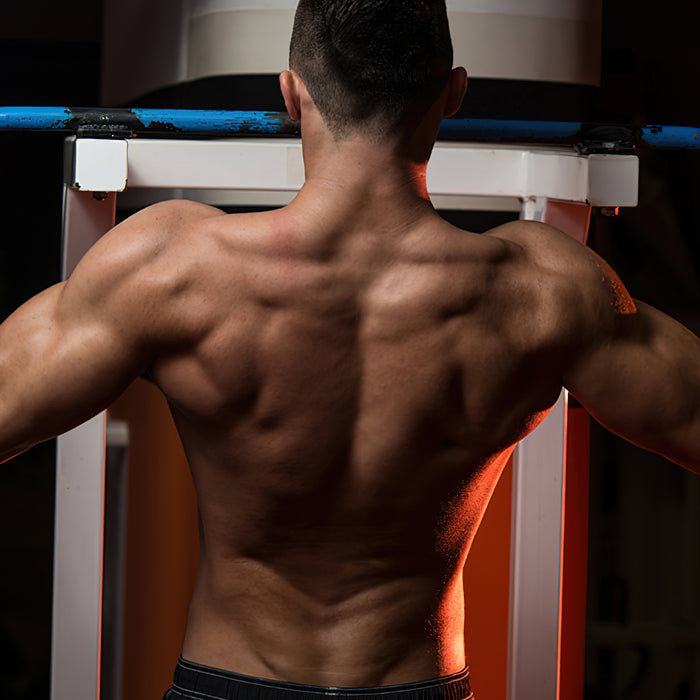 Muskelspezifische Hypertrophie: Bizeps, Rücken und Unterkörper