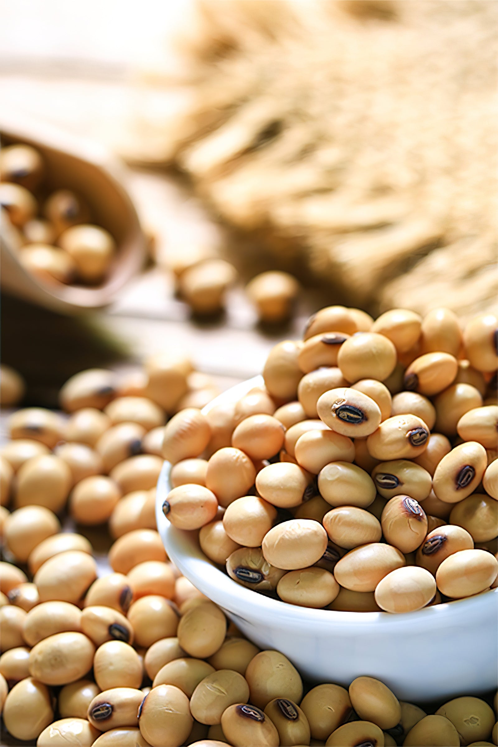 Sojaprotein: Mythen und reale Vorzüge