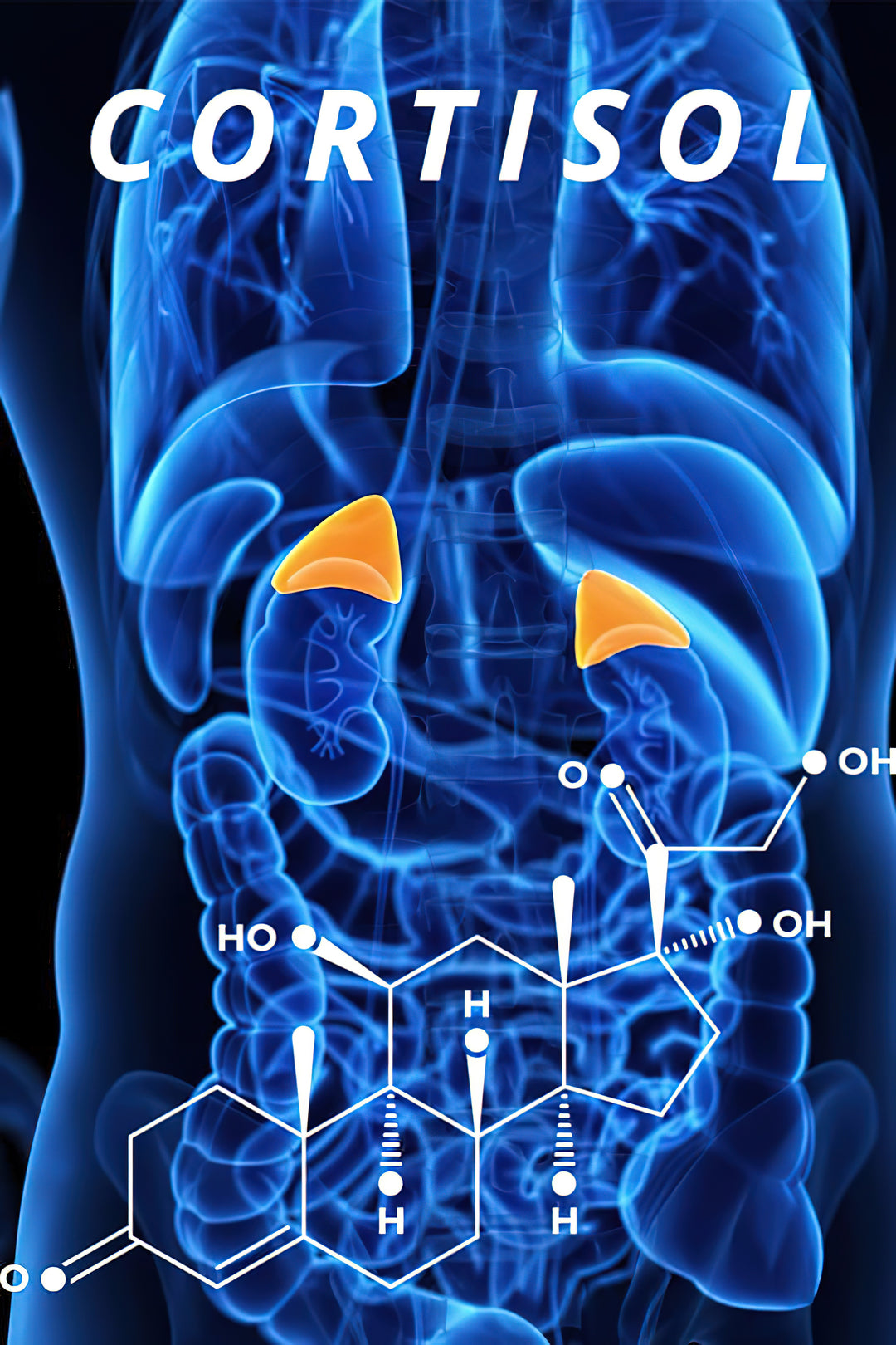 The best cortisol article ever What cortisol really does and how to control it