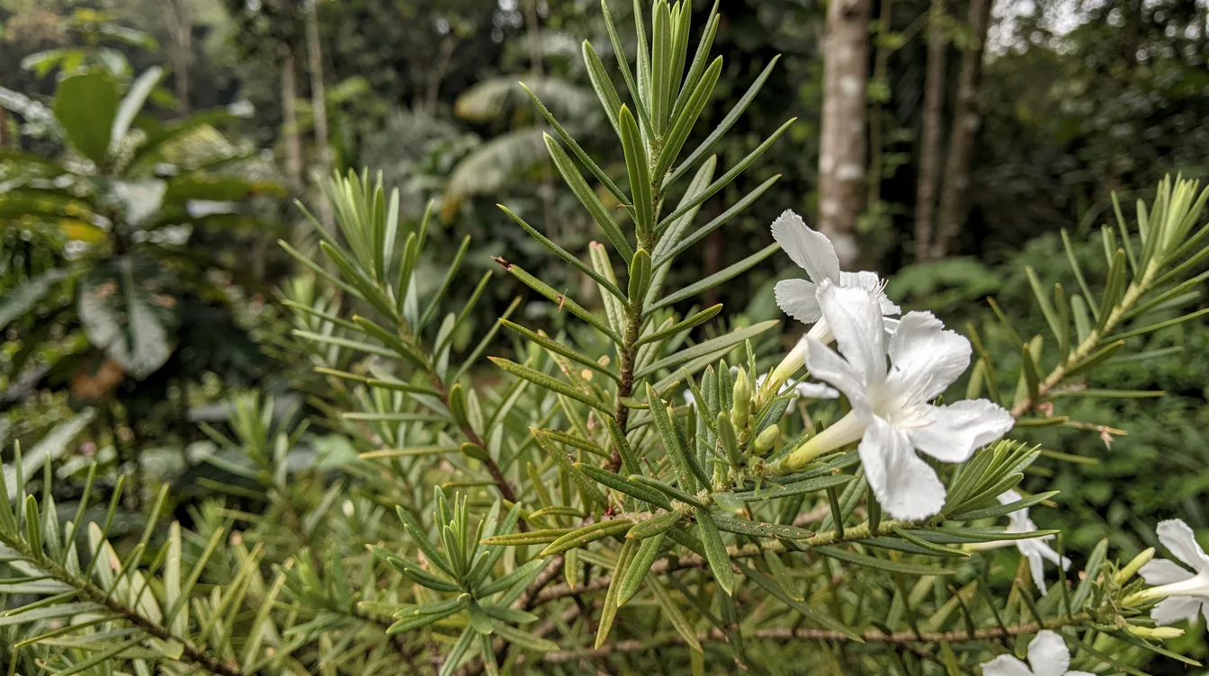 Nahaufnahme der mehrjährigen Kletterpflanze Shatavari (Asparagus racemosus) mit nadelartigen Blättern und weißen Blüten in tropischer Umgebung, Rohstoff für standardisierte Extrakte wie SRI-81 im Ayurveda