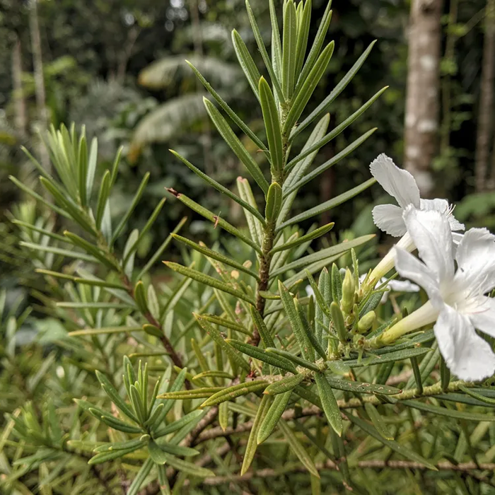 Nahaufnahme der mehrjährigen Kletterpflanze Shatavari (Asparagus racemosus) mit nadelartigen Blättern und weißen Blüten in tropischer Umgebung, Rohstoff für standardisierte Extrakte wie SRI-81 im Ayurveda