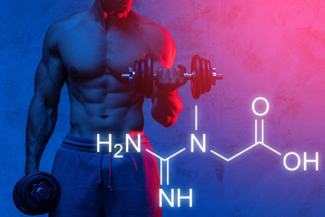 The creatine guide