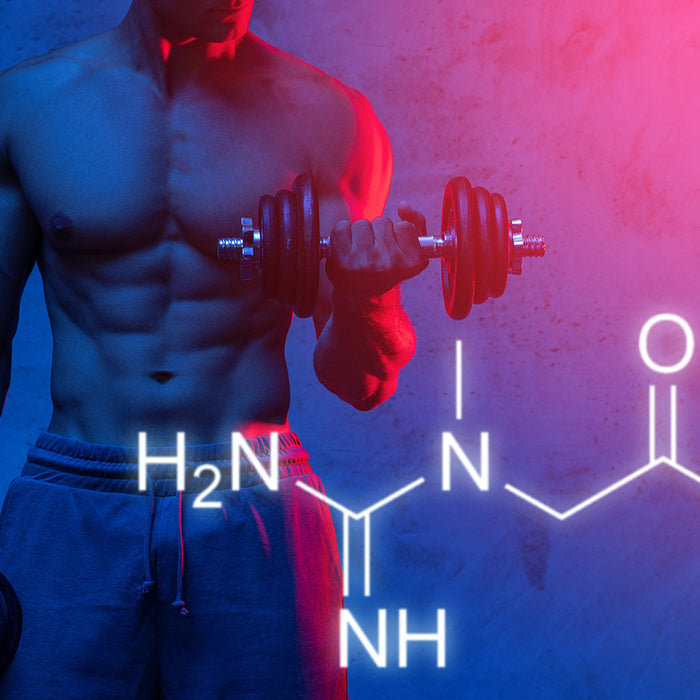 Der Kreatin Ratgeber